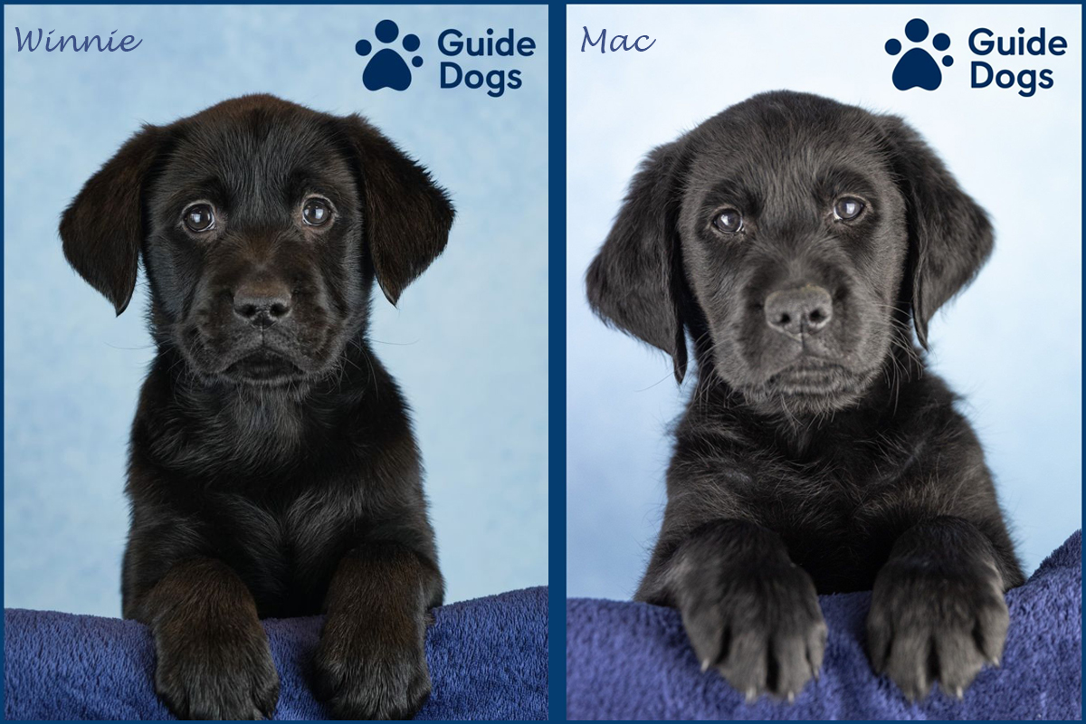 Macartney Guide Dogs Winnie Mac